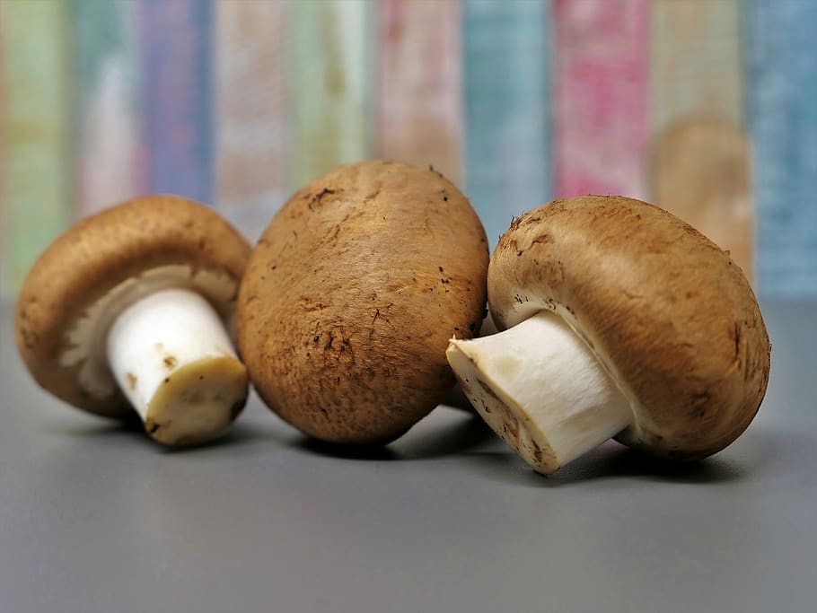 mushroom, egerling, disc fungus, screen fungus, mushroom picking, HD wallpaper