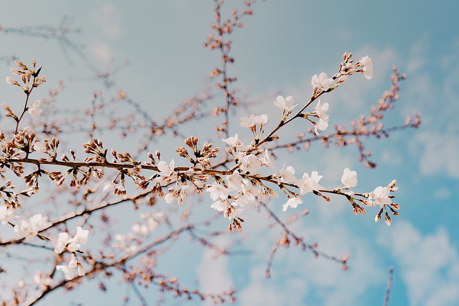 cherry blossom tree, beauty in nature, fragility, plant, growth HD wallpaper