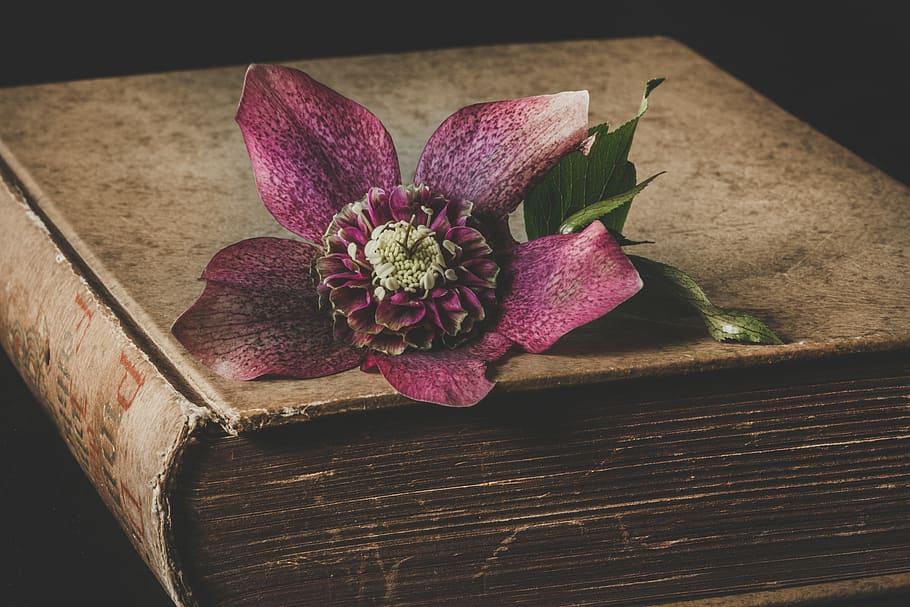 Maroon Flower on Top of Brown Book, close-up, color, delicate, HD wallpaper