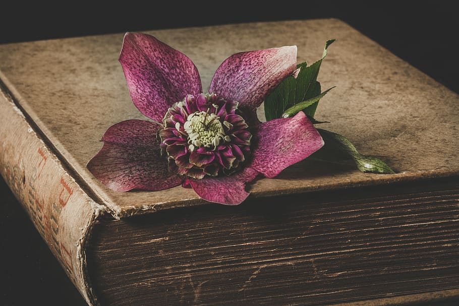 Maroon Flower on Top of Brown Book, close-up, color, delicate HD wallpaper