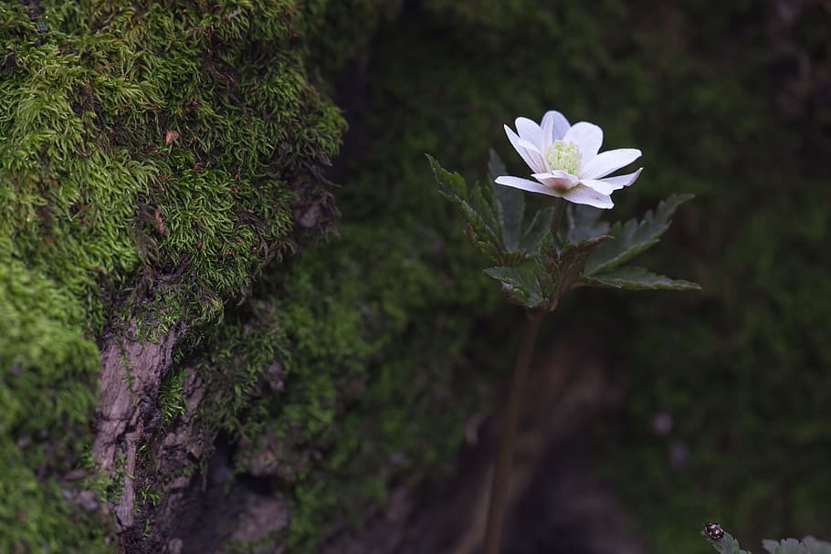 flower, spring, beautiful, blossom, bright, bunch, closeup HD wallpaper