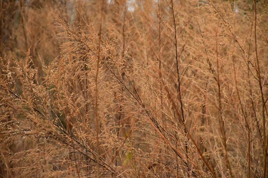 grass, plant, lawn, tree, reed, animal, food, produce, grain HD wallpaper