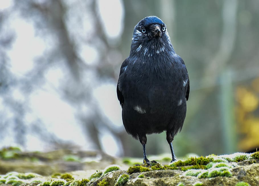 ireland, dublin, animal, animal themes, vertebrate, bird, one animal HD wallpaper