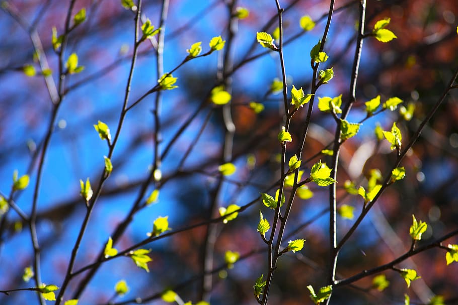 plant, flare, light, leaf, blossom, flower, nature, tree, pattern HD wallpaper