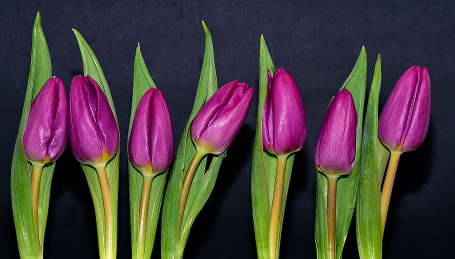 purple, violet, flowers, spring, cut flowers, closed, leaves HD wallpaper