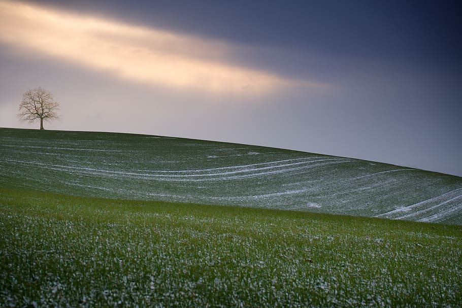 tree, solitaire, landscape, heaven, winter, green, snow, plant HD wallpaper
