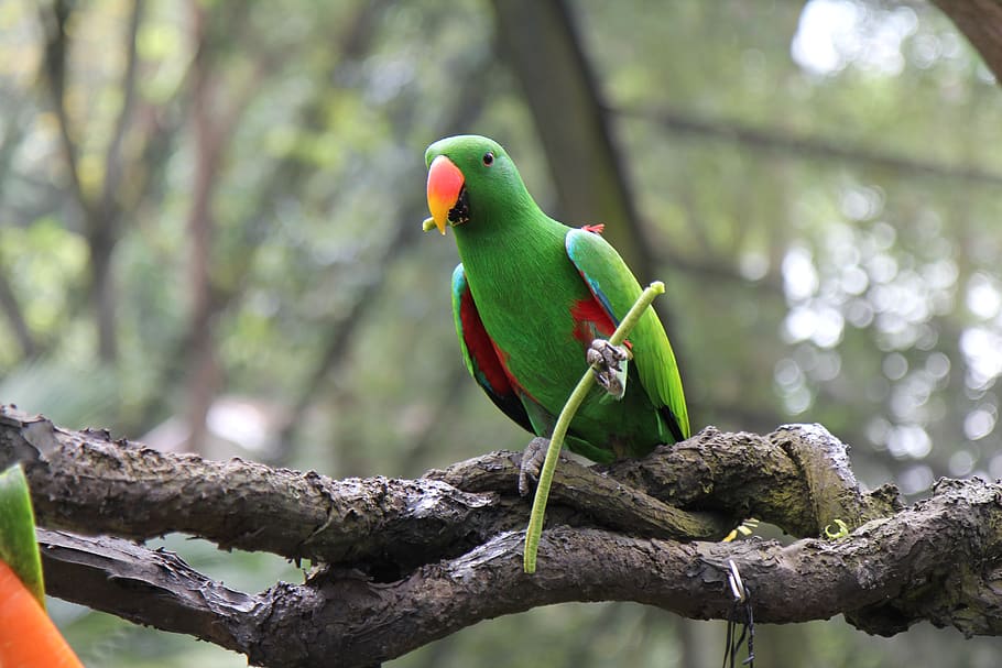 green parrot perched on tree branch, bird, animal, parakeet, singapore zoo HD wallpaper