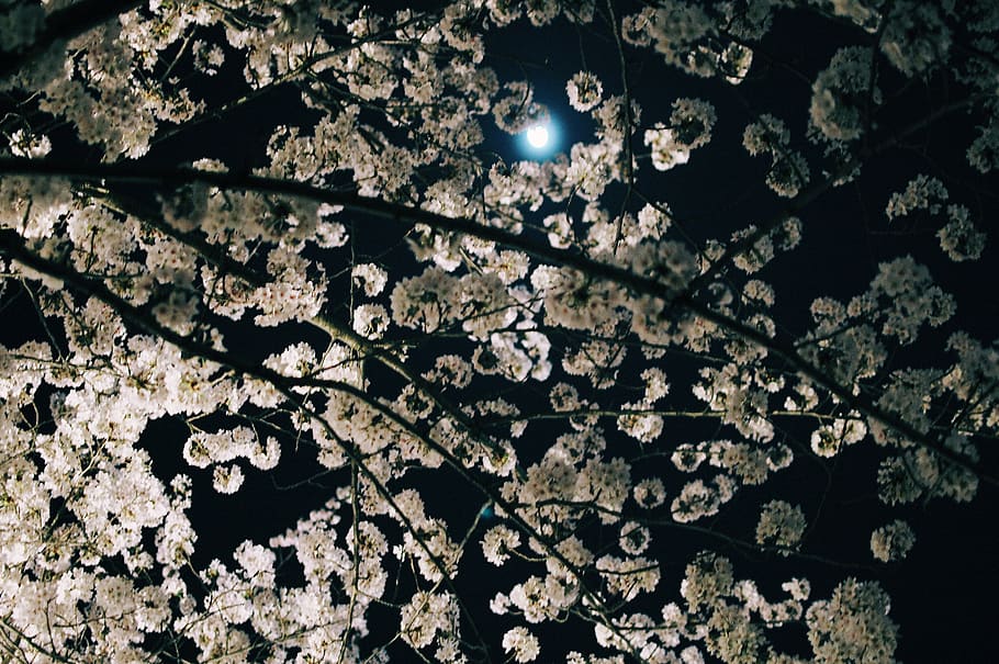 cherry blossoms, moon, 夜桜, plant, night, growth, no people HD wallpaper