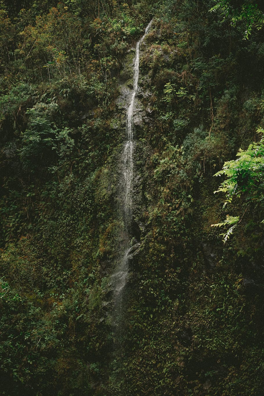 waterfall at daytime, forest, tree, nature, jungle, land, vegetation HD wallpaper