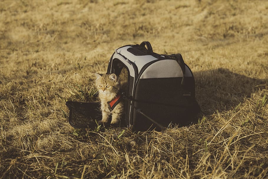 gray cat in pet carrier, zwolle, netherlands, animal, bag, kitten, HD wallpaper