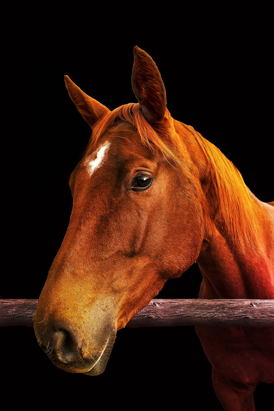 horse, standard, brown, nostrils, head, mammals, herbivore, HD wallpaper