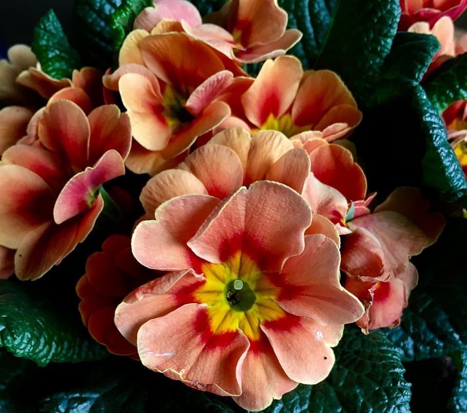 primrose, flowers, spring, close up, petals, bloom, flowering plant HD wallpaper