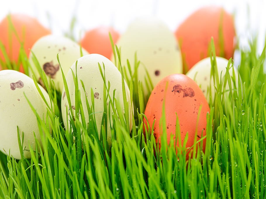 easter holidays, lawn, eating, nature, new life, eggs, closeup HD wallpaper