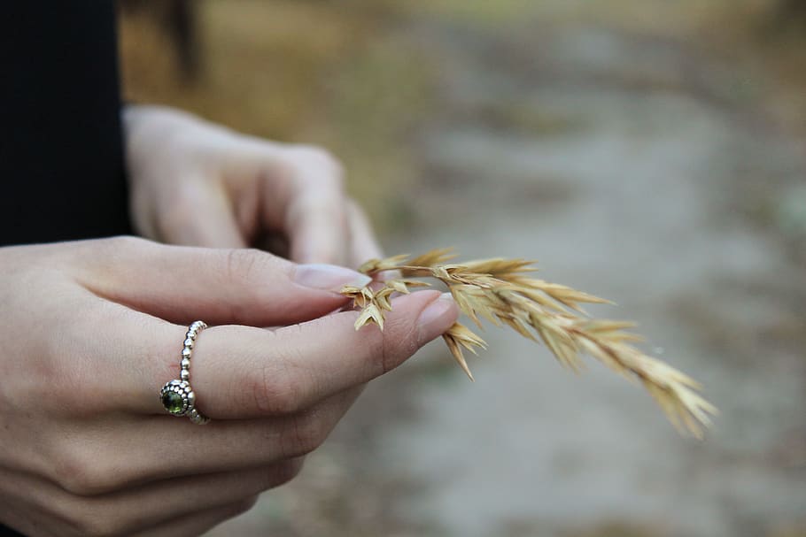 australia, melbourne, hands, soft, nature, ring, grass, closeup HD wallpaper