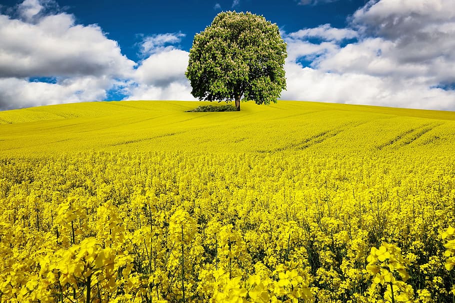 awakening, spring, fresh, flower, yellow, blooming, nature HD wallpaper