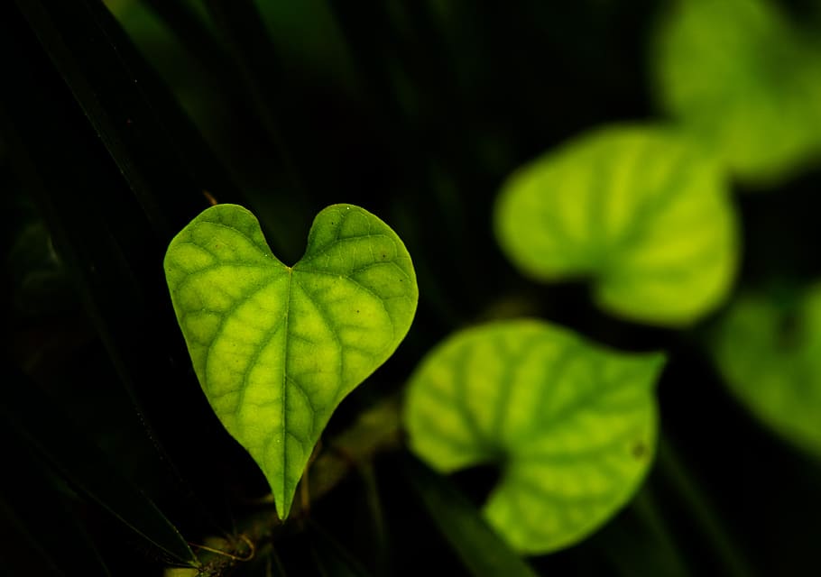 nature, leaf, leaves, green, plant, spring, texture, forest HD wallpaper