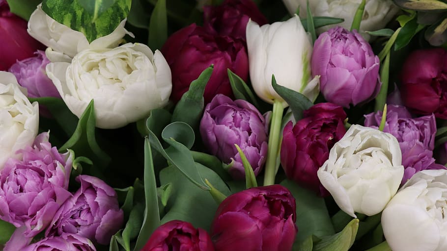 tulips, bouquet, spring, flower, bloom, garden, color, flora HD wallpaper