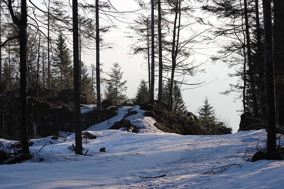 tree, snow, winter, cold, landscape, snowy, white, morning HD wallpaper