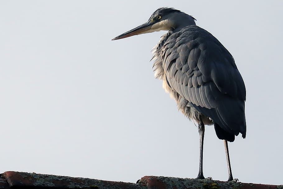 bird, heron, grey heron, roof ridge, animal world, stand, animal themes, HD wallpaper