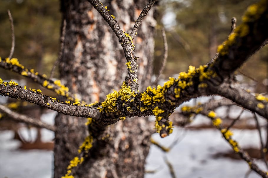 tree, winter, montana, plant, no people, nature, close-up, beauty in nature HD wallpaper