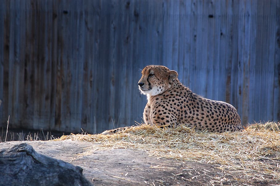 Brown Jaguar, cheetah, leopard, predator, safari, wild animal HD wallpaper