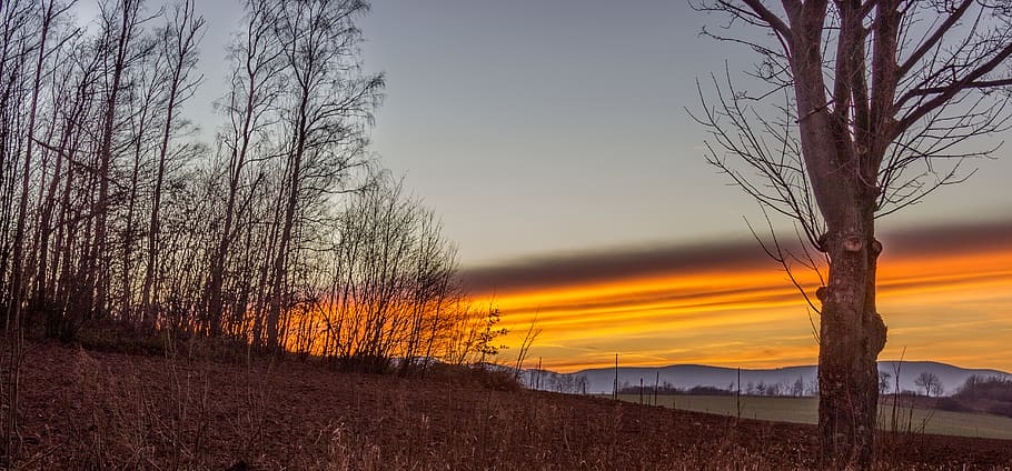 trees, sky, sunset, sunrise, yellow, red, fire, bare tree, tranquility HD wallpaper