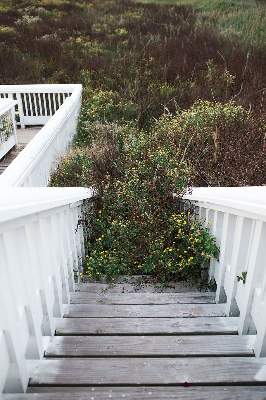 weeds, flowers, stairs, beach, white, wildflowers, overgrowth, HD wallpaper