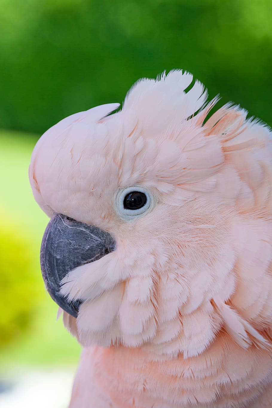 40+ Free Yellow-Crested Cockatoo & Parrot Images - Pixabay