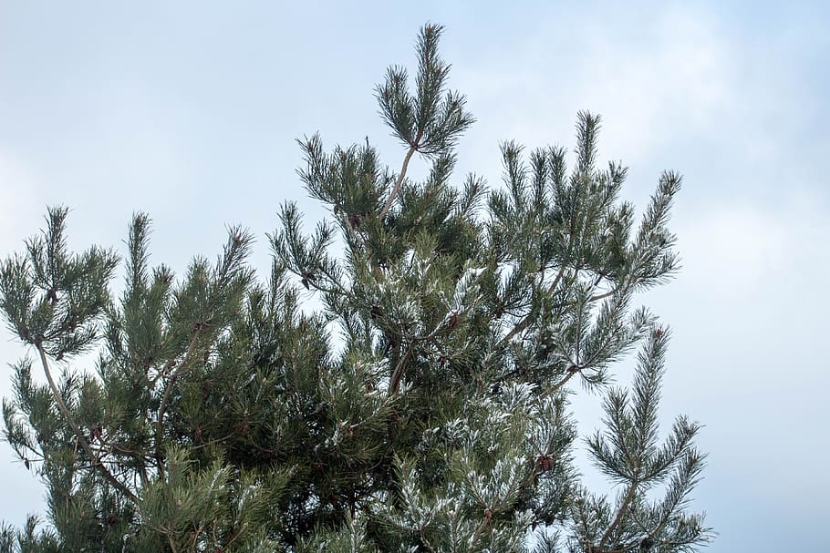 winter, snow, frost, tree, spruce, holidays, plant, sky, growth HD wallpaper