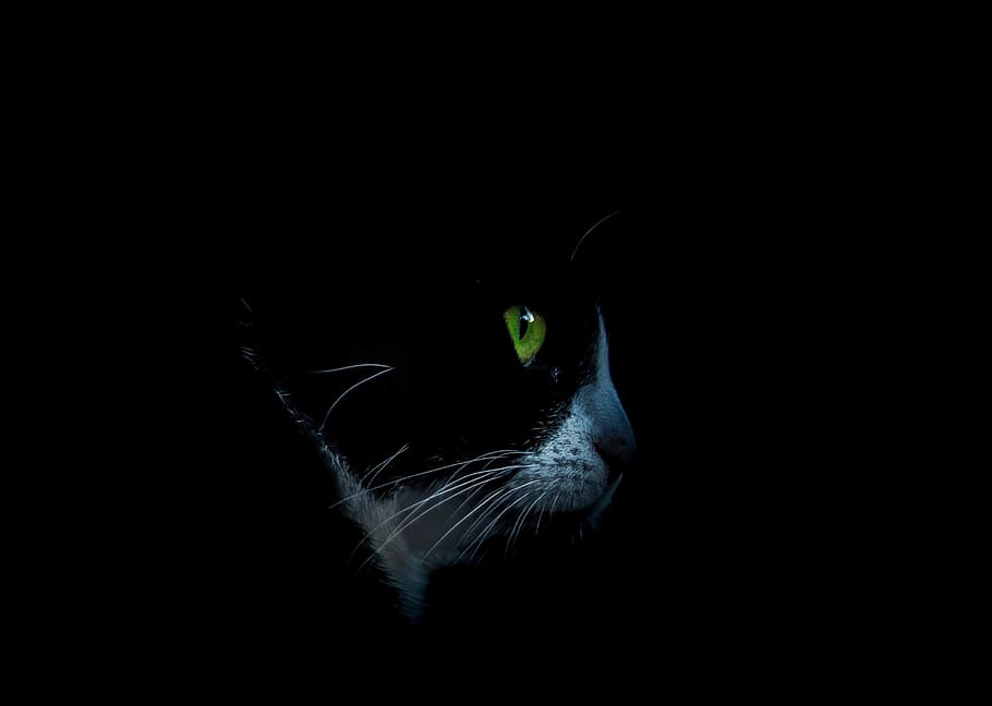 short-haired black and white cat, one animal, feline, domestic cat HD wallpaper