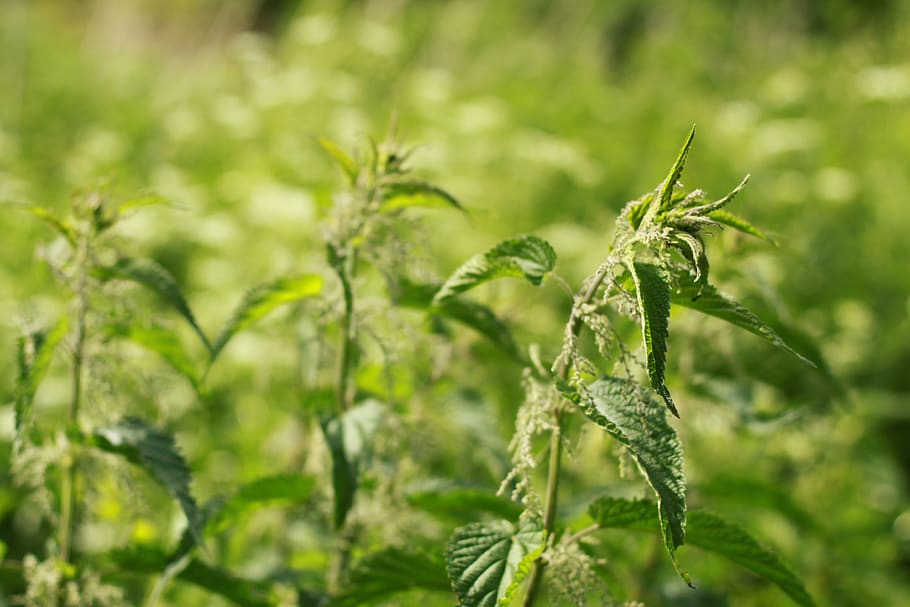 nettle, grass, summer, medicinal herbs, greens, bokeh, food and drink HD wallpaper