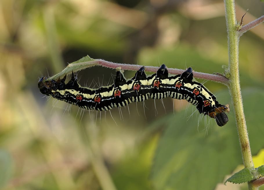 Black White and Brown Caterpillar on Green Grass, bug, close-up HD wallpaper