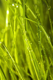 background, grass, wet, green, close, up, rain, spring, eco HD wallpaper