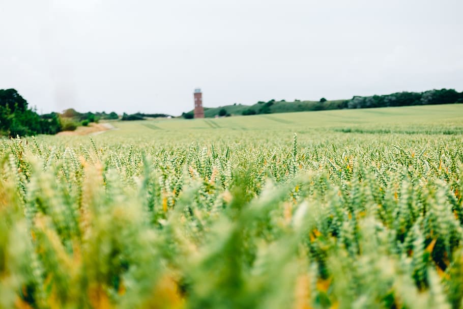 Field with lighthouse, architecture, beautiful, blue, building HD wallpaper