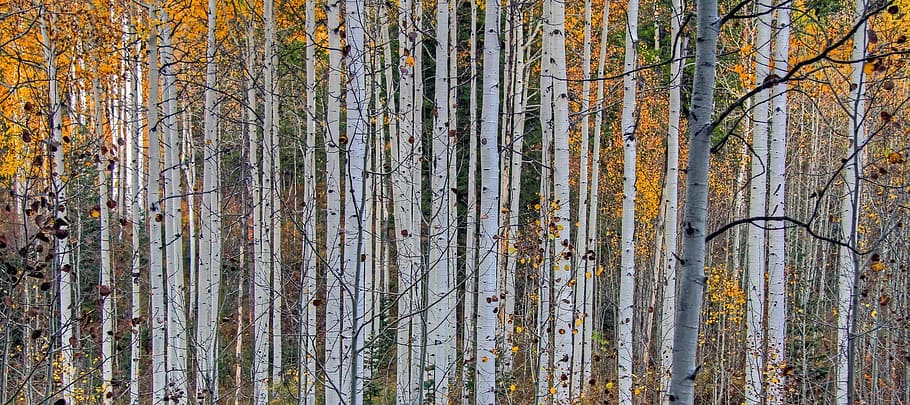 Tall Birch Trees, branches, colorful, daylight, environment, forest HD wallpaper