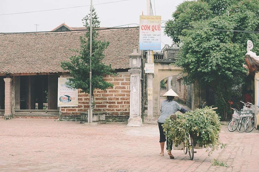 Person Holding Bicycle With Plant, ancient, architecture, bicycles HD wallpaper