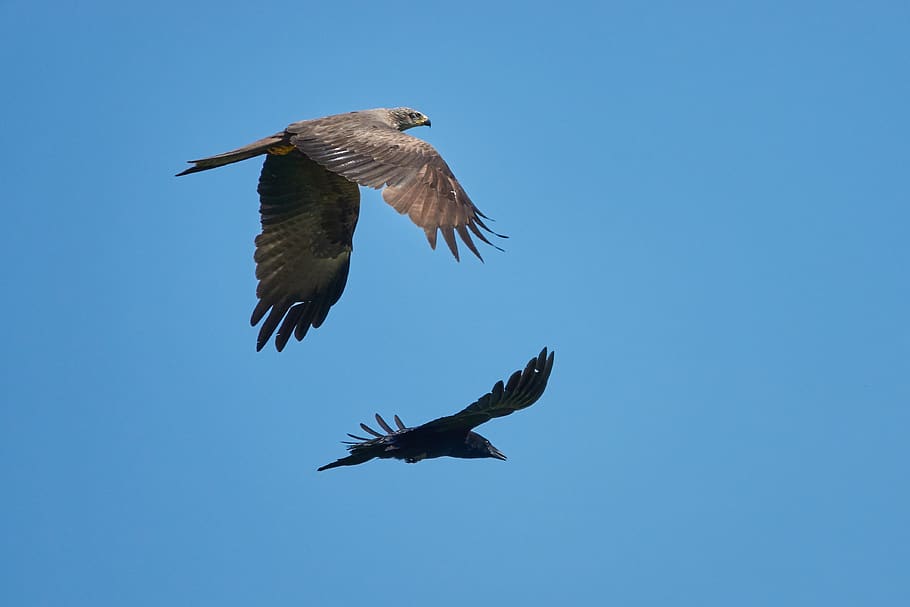 milan, crow, flying, black, raven, bird, nature, animal wildlife HD wallpaper