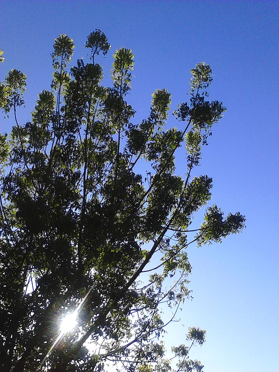 branches, leaves, light, nature, sun, tree, sky, plant, low angle view HD wallpaper