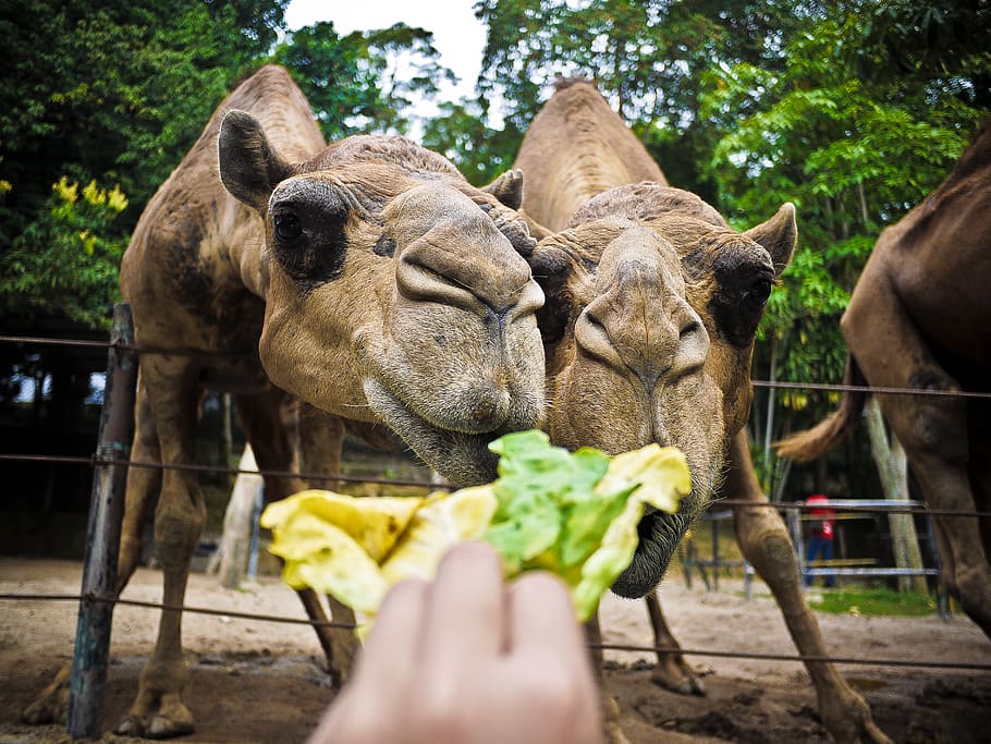 camels, feeding, selfie, outing, lovely, cute, beautiful, vegetable HD wallpaper