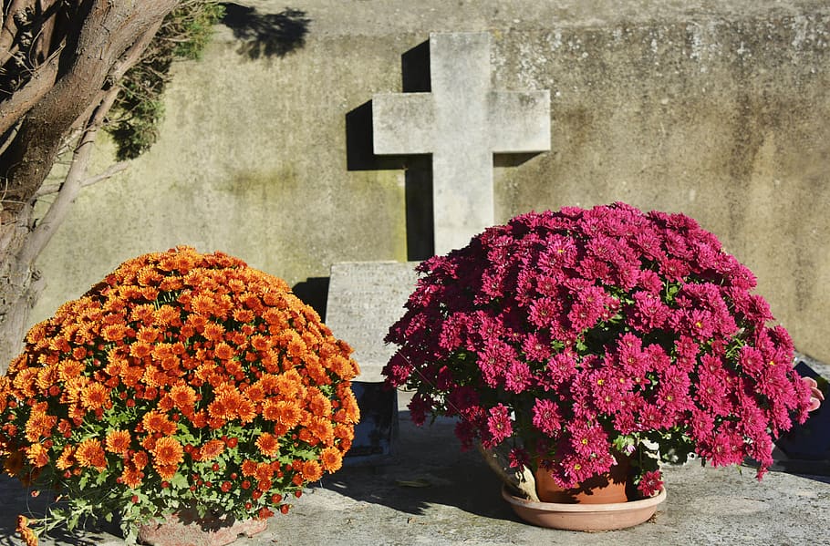toussaint, cemetery, cross, tomb, mums, faith, flower, plant, HD wallpaper