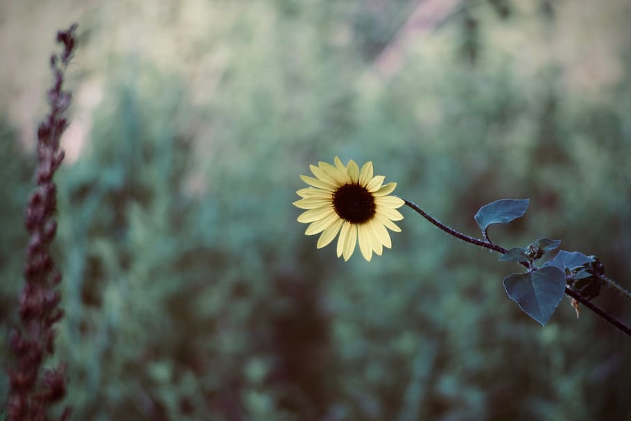 Yellow Flower, bloom, blossom, flora, macro, petals, flowering plant HD wallpaper