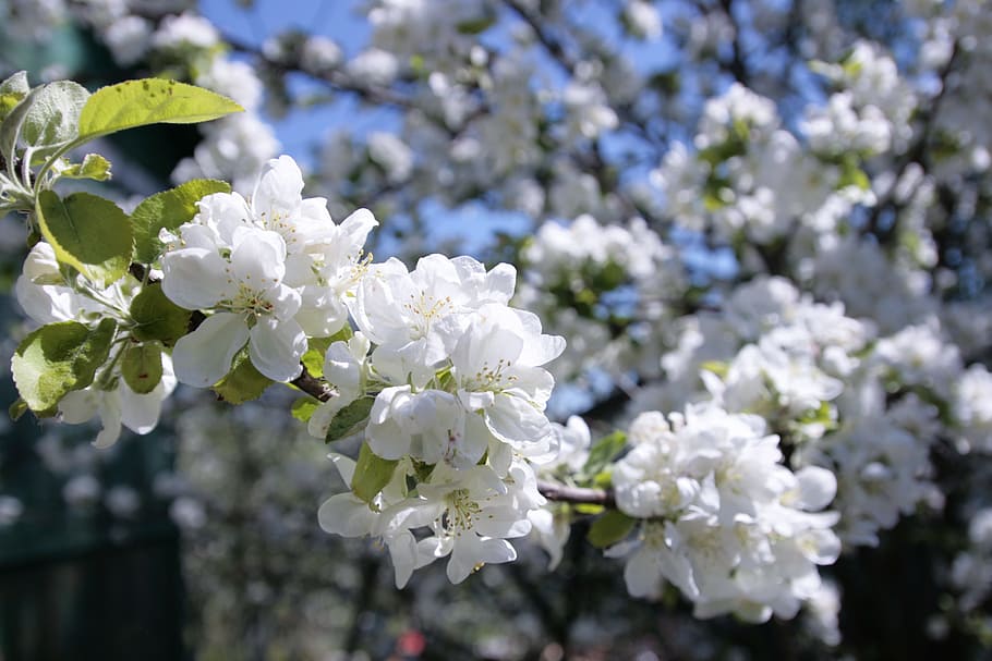 tree, natural, day, flower, flowers, bloom, springtime, plant HD wallpaper