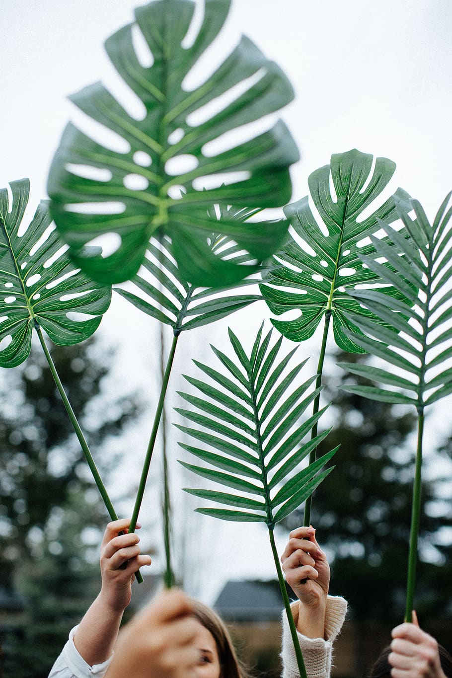 swiss plant, holding, human hand, tree, nature, leaf, green color HD wallpaper