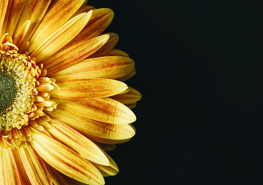 petals, black, wallpaper, background, macro, close up, orange HD wallpaper