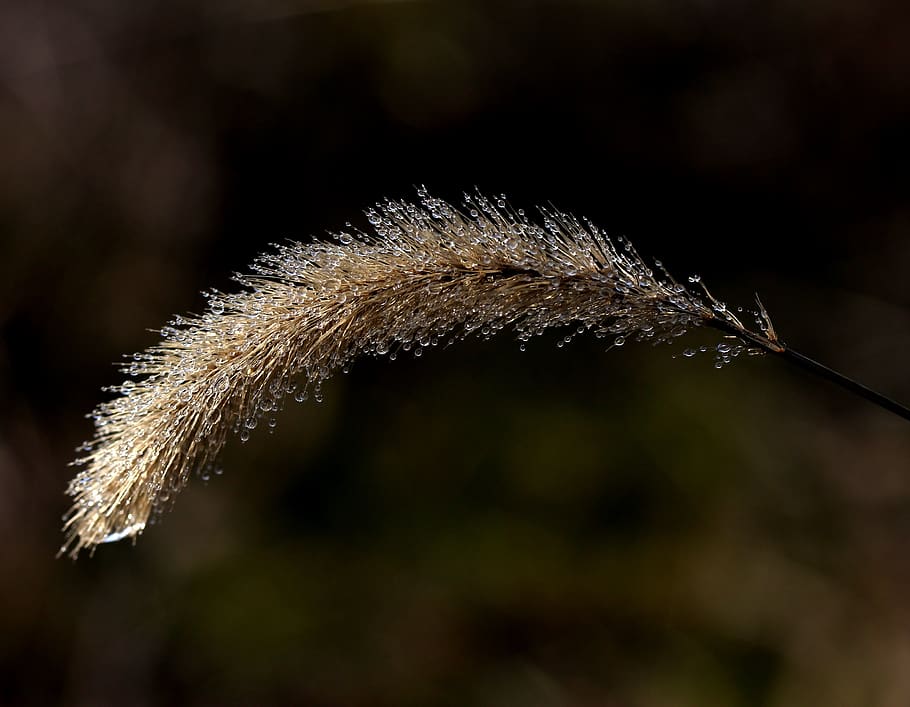 spike, dew, drops, plant, close-up, focus on foreground, nature HD wallpaper