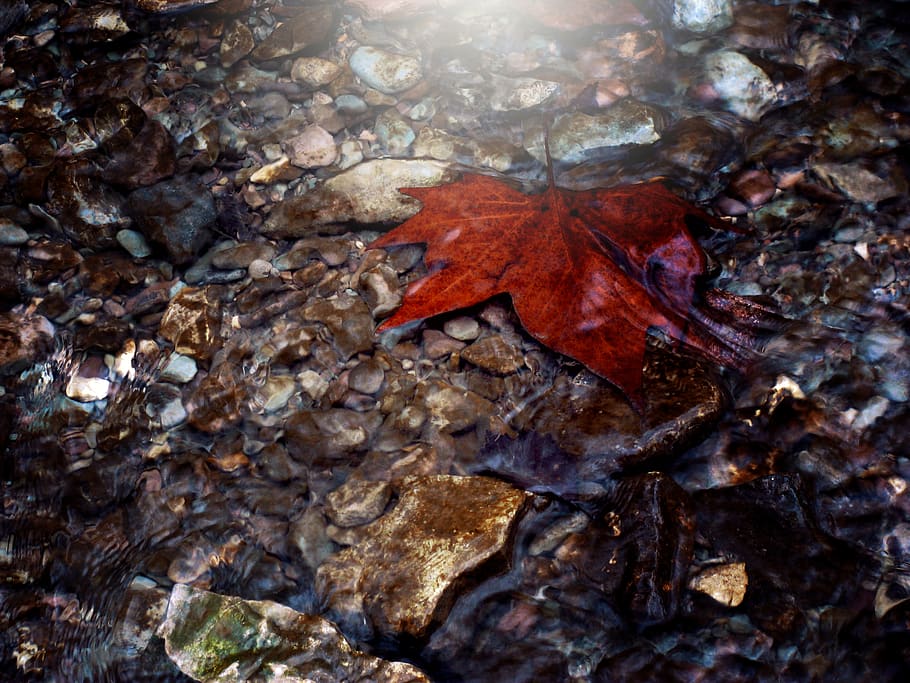 water, leaf, plant part, nature, autumn, rock, solid, rock - object HD wallpaper