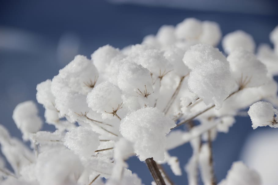 winter, snow, flower, makro, white color, cold temperature, HD wallpaper