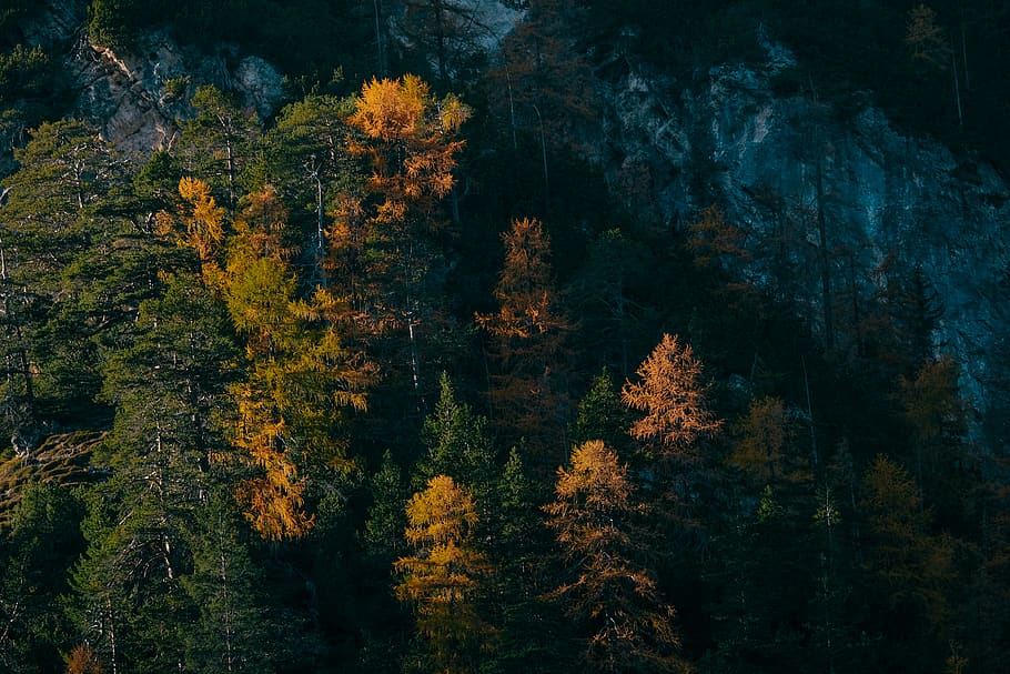 Bird's-eye View Photo of Trees, colors, daylight, environment HD wallpaper