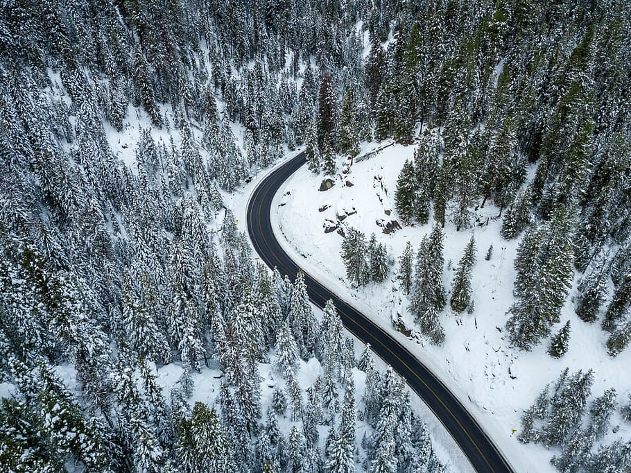 empty roadway between green leaf trees, plant, fir, abies, nature, HD wallpaper