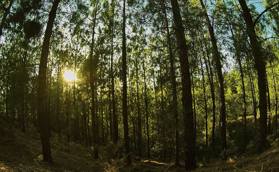 forest, forests, pine forest, nature, landscape, sunset, tree HD wallpaper